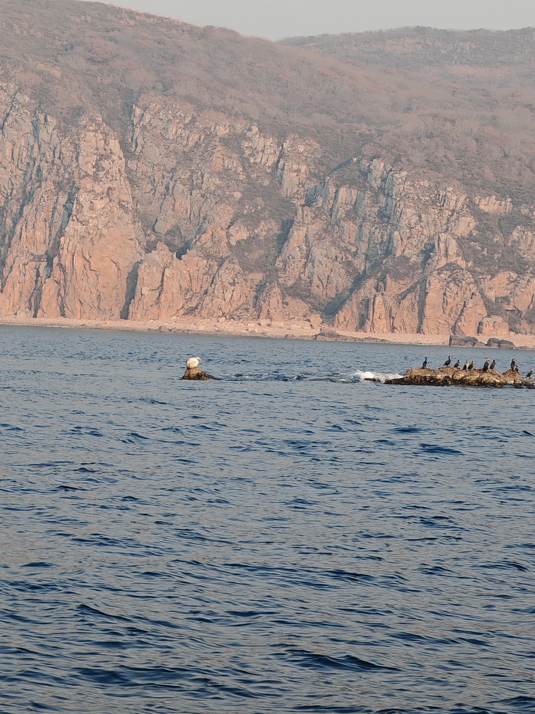 Морское приключение во Владивостоке: мыс Тобизина, котики и морепродукты (Александра)