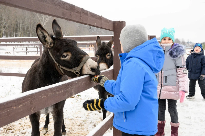 Новый год на ферме в вашей компании: общение с животными, зимние забавы и сырный мастер-класс
