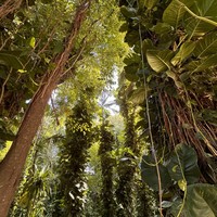 Фото отзыва 3: экскурсия "Зелёное сердце Маврикия"