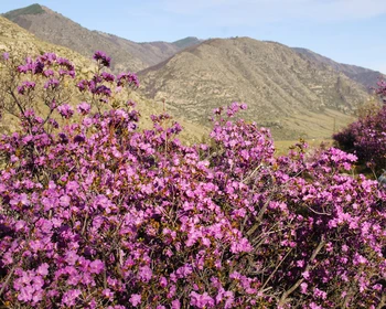 Барнаул - Чуйский тракт - Акташ