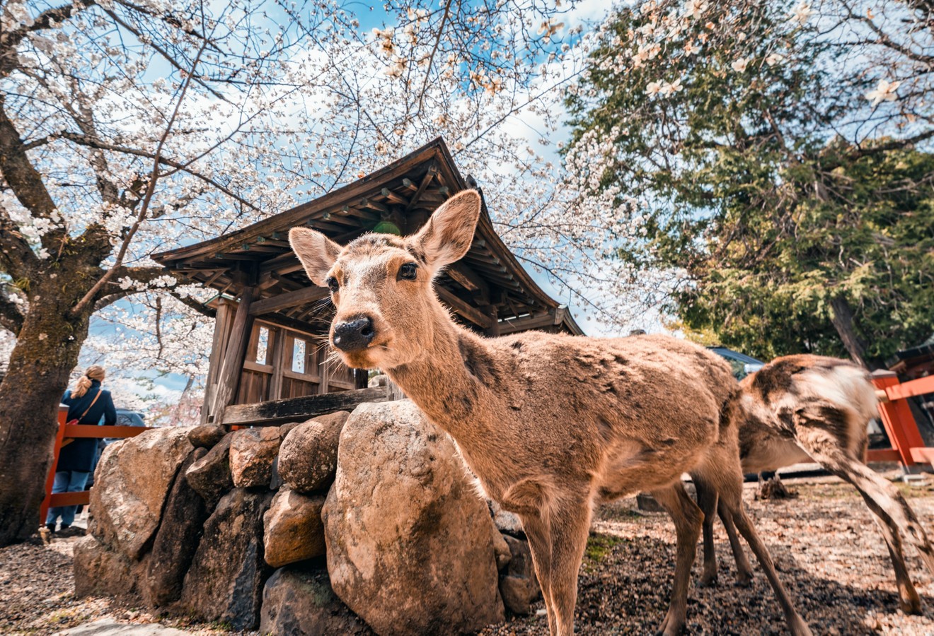 Тур в Японию летом 2026: фестивали, Киото, Осака, Нара, Токио (8/11)