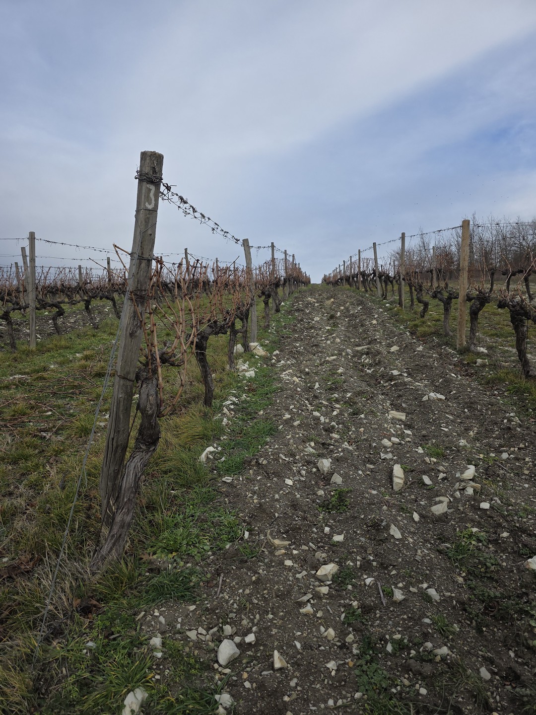 Винные открытия: Скалистый берег, Шумринка и Гай-Кодзор (Марина)