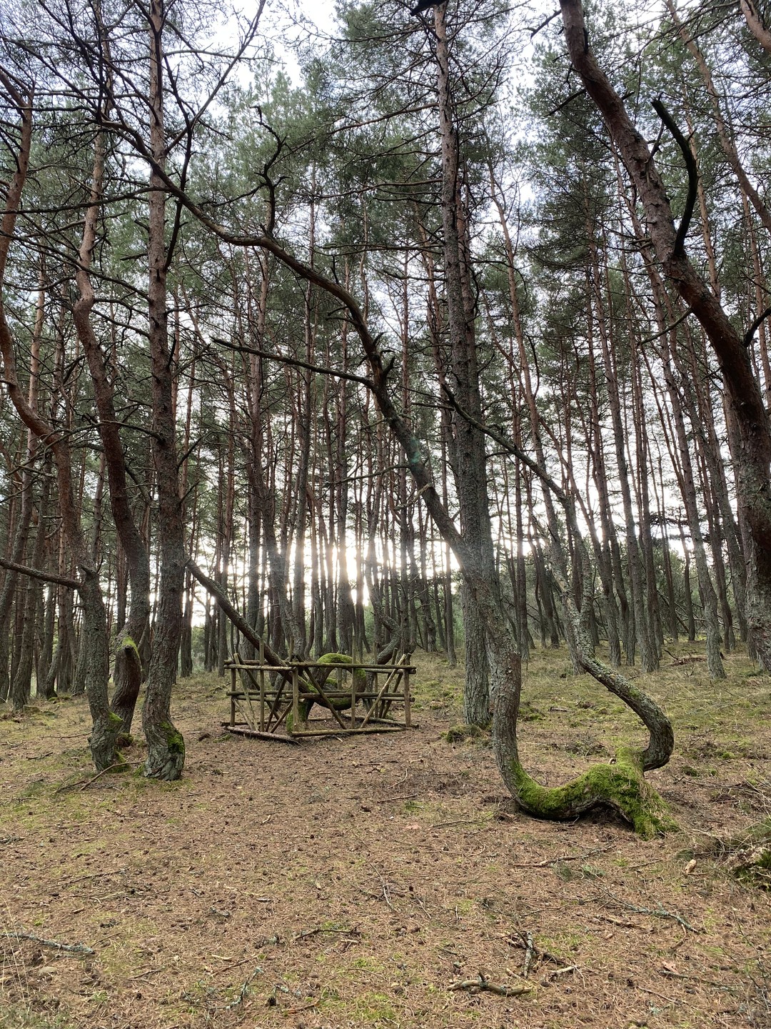 Оказалось, это прекрасная идея - сразу из аэропорта поехать на Куршскую косу! Прекрасная машина, Игорь -