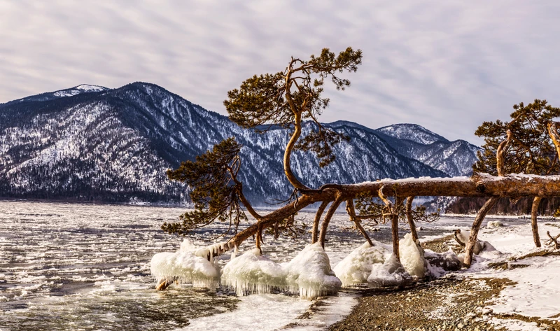 Приезжай на Алтай и катай! Горнолыжный тур на курорты "Телецкий" и "Манжерок"