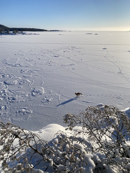 Очень красиво, вкусно и интересно! в первый день мы гуляли по Ладоге, местами снега было по