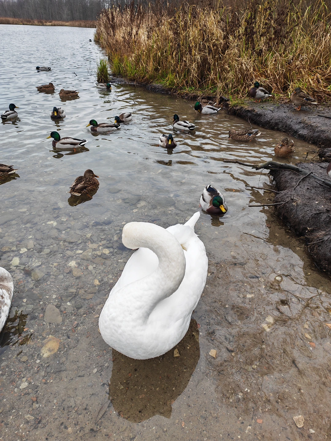 Старый Изборск и Печорский монастырь: из Пскова в небольшой группе (Семакова)