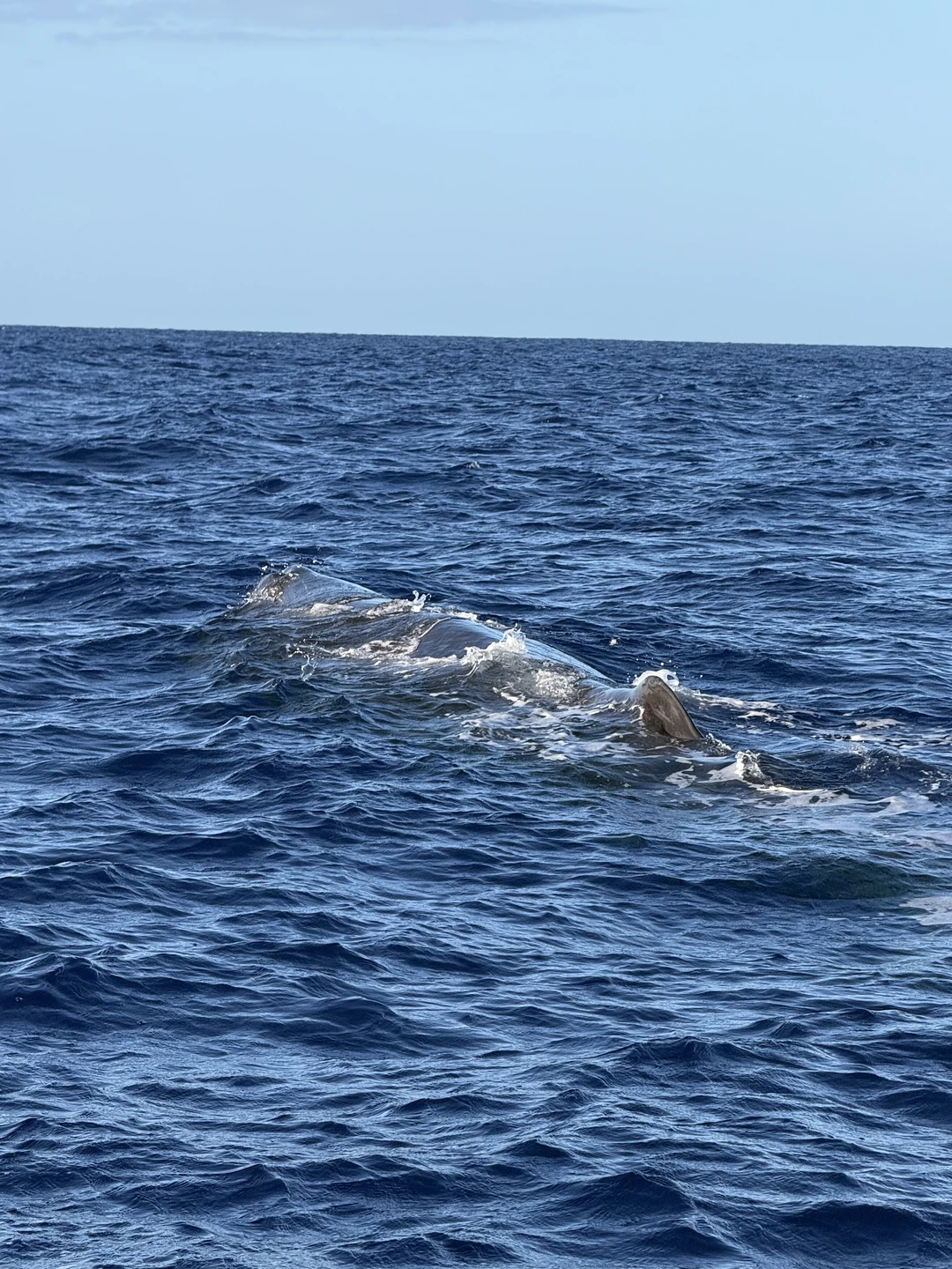Заказывали индивидуальный тур на катере к китам. Все прошло замечательно! На рассвете собрались на берегу, затем