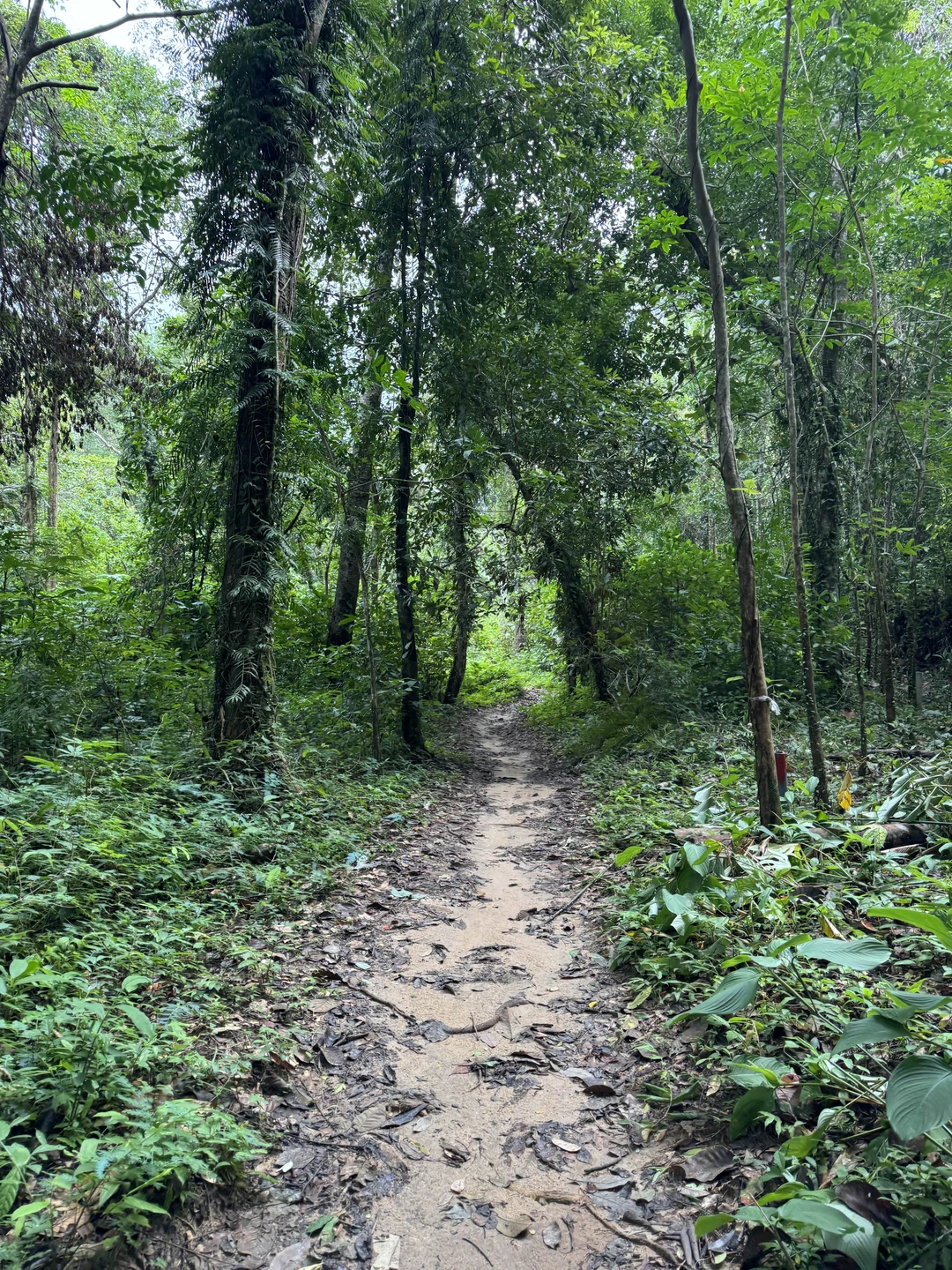 Нам понравилось экскурсия по джунглям, очень интересно и увлекательно, видели много растений и деревьев, спасибо гиду Николаю за отличную экскурсию)