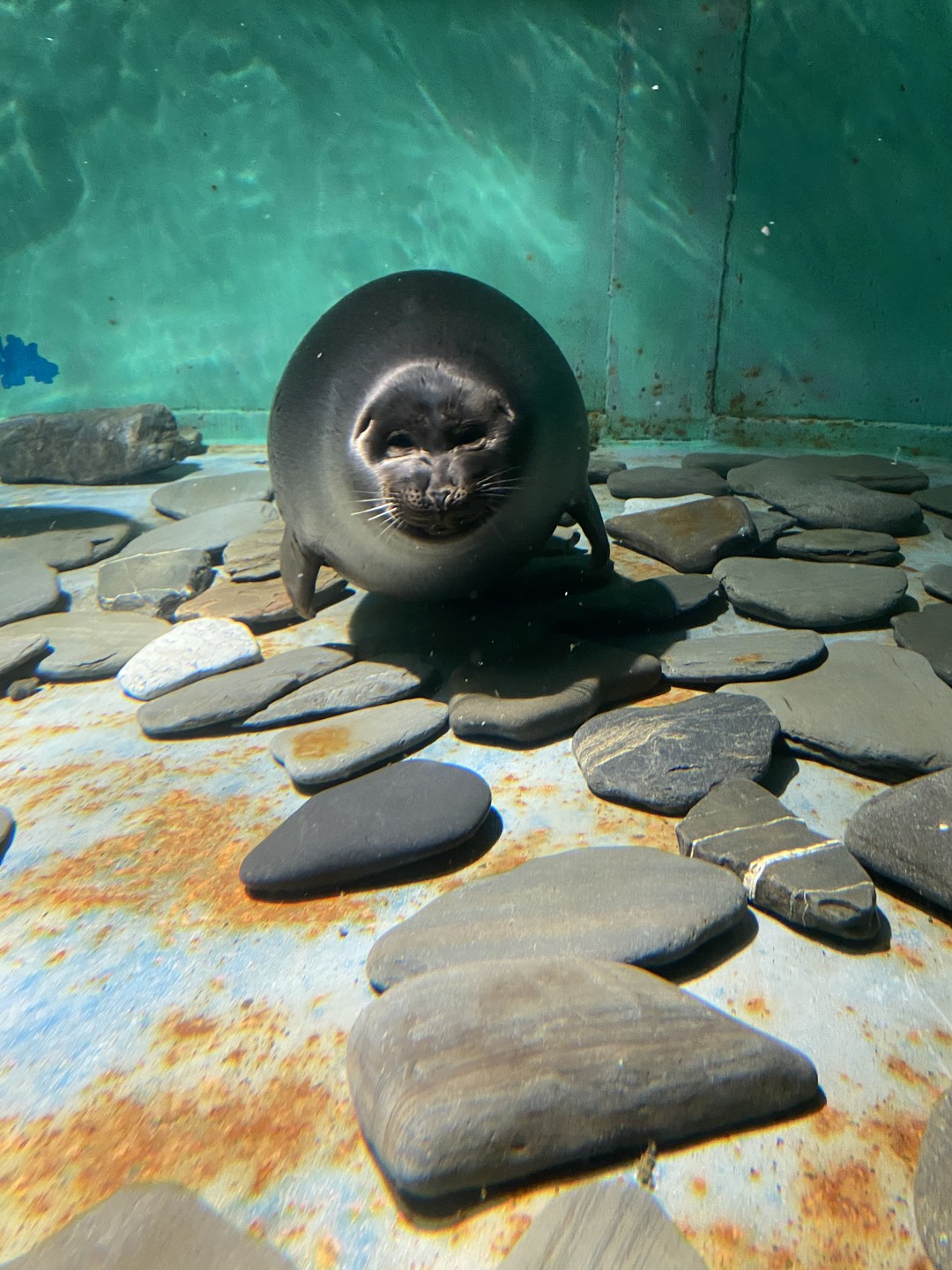 Программа очень лёгкая и одновременно насыщенная, рекомендую к посещению с детьми. Из зимних видов развлечений было