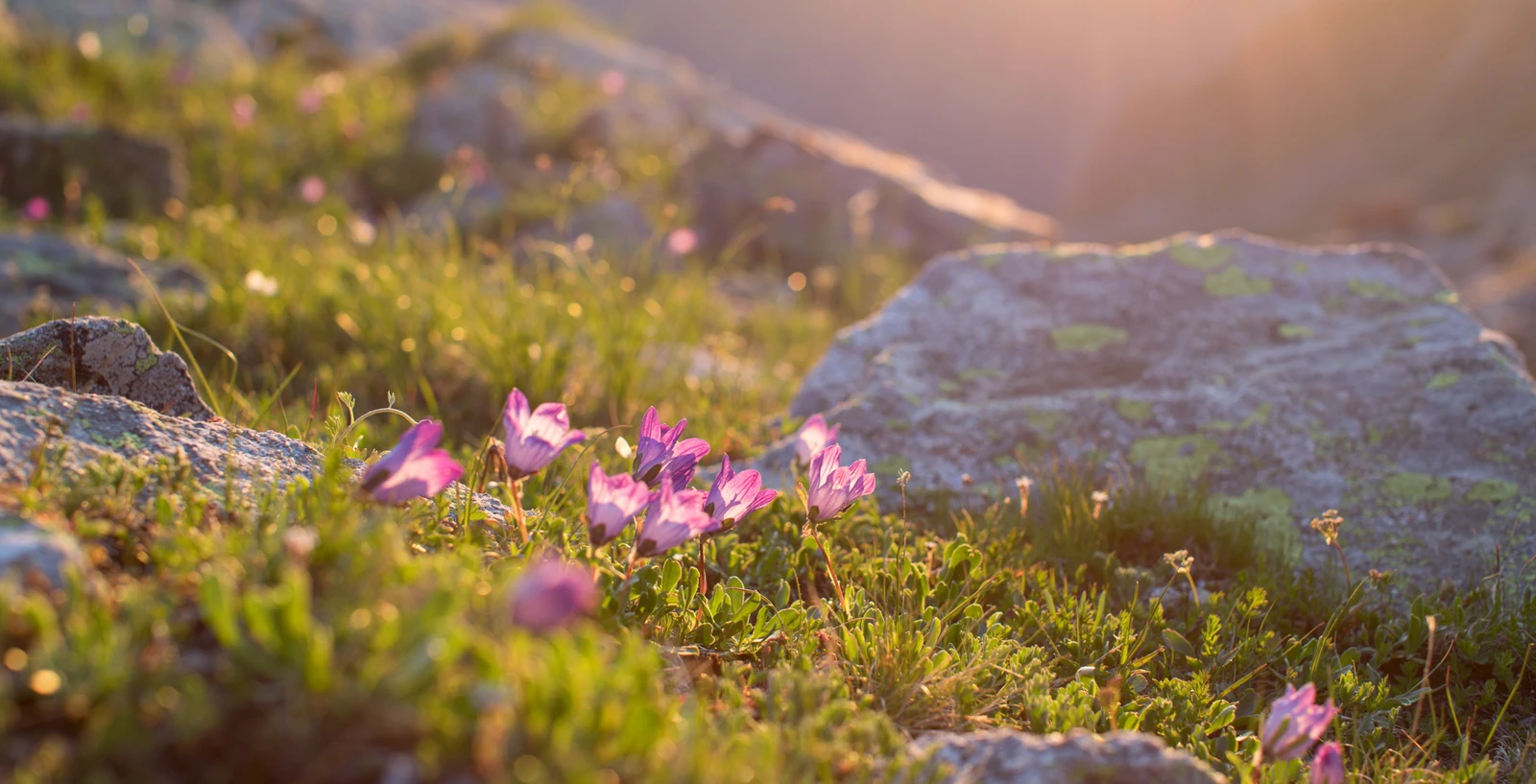 2 знаковых курорта Кавказа: индивидуальный джип-тур по Архызу и Домбаю (из Минеральных Вод)