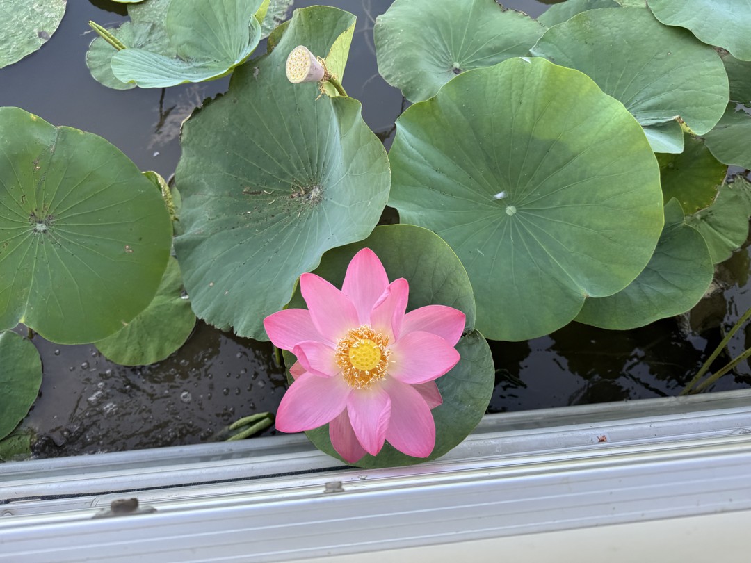 Экскурсия превзошла все ожидания! Так близко увидеть лотосы я не ожидала. Поездка продумана до мелочей. Кто