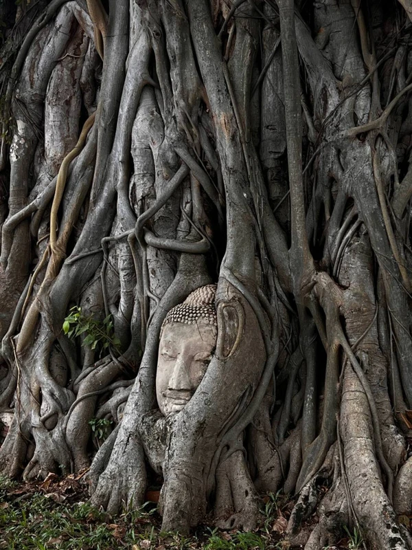 В Аюттайю и Бангкок на 1 день — из Паттайи