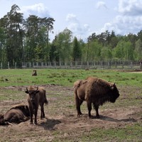 Фото отзыва 3: экскурсия "Красота Брестской земли: Беловежская пуща и не только за 2 дня"