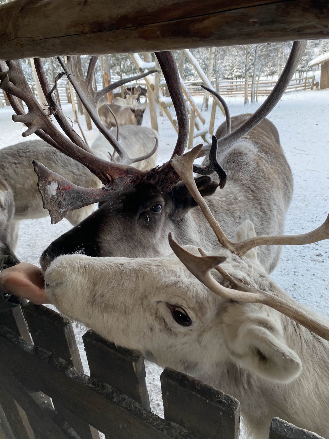 Спасибо организаторам за возможность увидеть самые замечательные места Карелии за один день, а также по дороге