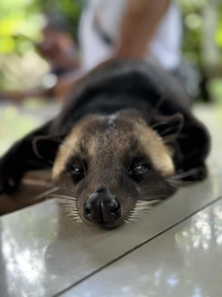одна из лучших экскурсий,на которых я была. Полное погружение в культуру Бали ❤️ Огромная благодарность нашему гиду Джулии - это было незабываемо 🙏🏻