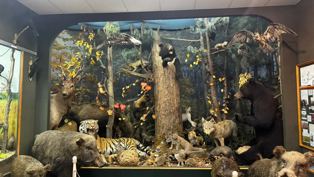 Добрый день! Посетили экскурсию "Шалом, Биробиджан!" 10 сентября. Наше путешествие подразумевало посещение Хабаровска и Владивостока. Будучи