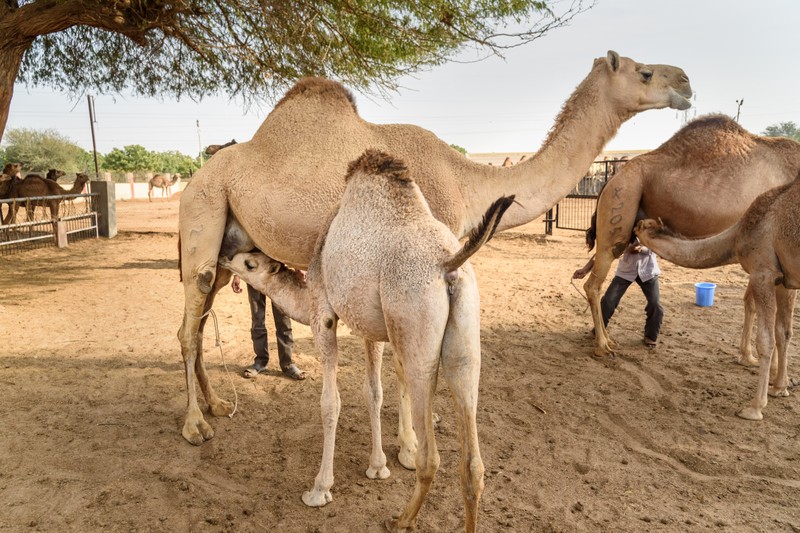 Индийский максимум: 9 городов, ярмарка верблюдов и рассвет в Тадж-Махале