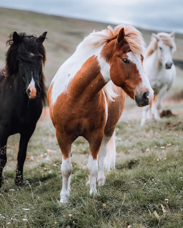 Индивидуальный джип-тур по Исландии: Золотое кольцо и южный берег