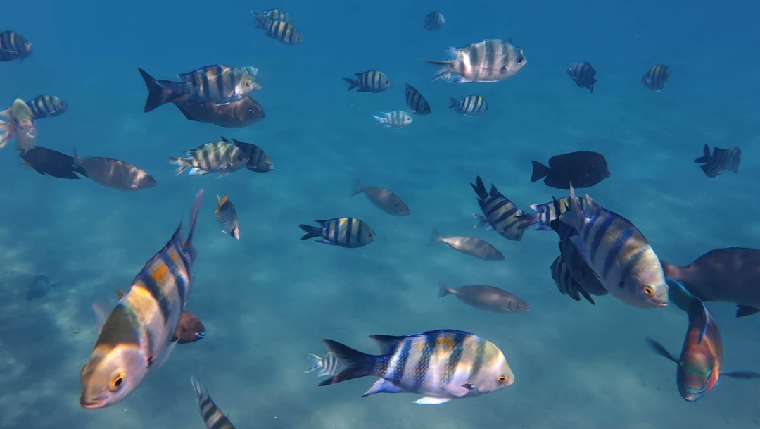 Я была приглашена на эту прогулку