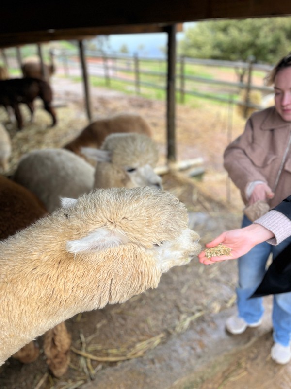 От рассвета до заката по просторам Западного Кейпа