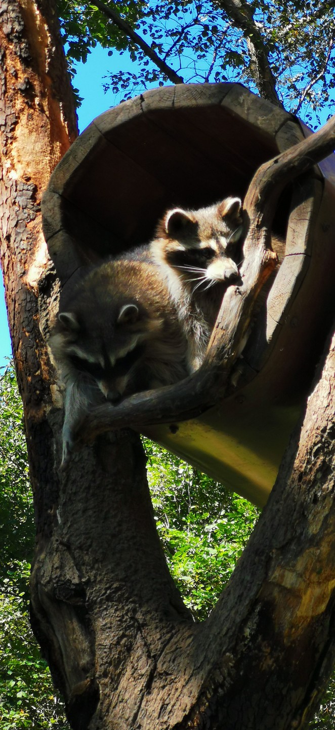 Экскурсия 3 в 1: сафари-парк + бухты Шамора и Стеклянная (Нина)