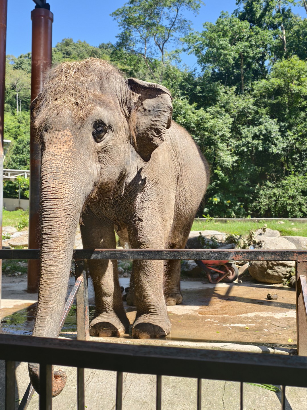 Экскурсия интересная, парк огромный, обойти самостоятельно очень сложно, т к. некоторые зоны находятся на большом расстоянии