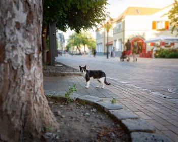 Фото 7: авторский тур «Куршская коса, курорты Балтики и 2 дня в Калининграде (проживание не включено)»