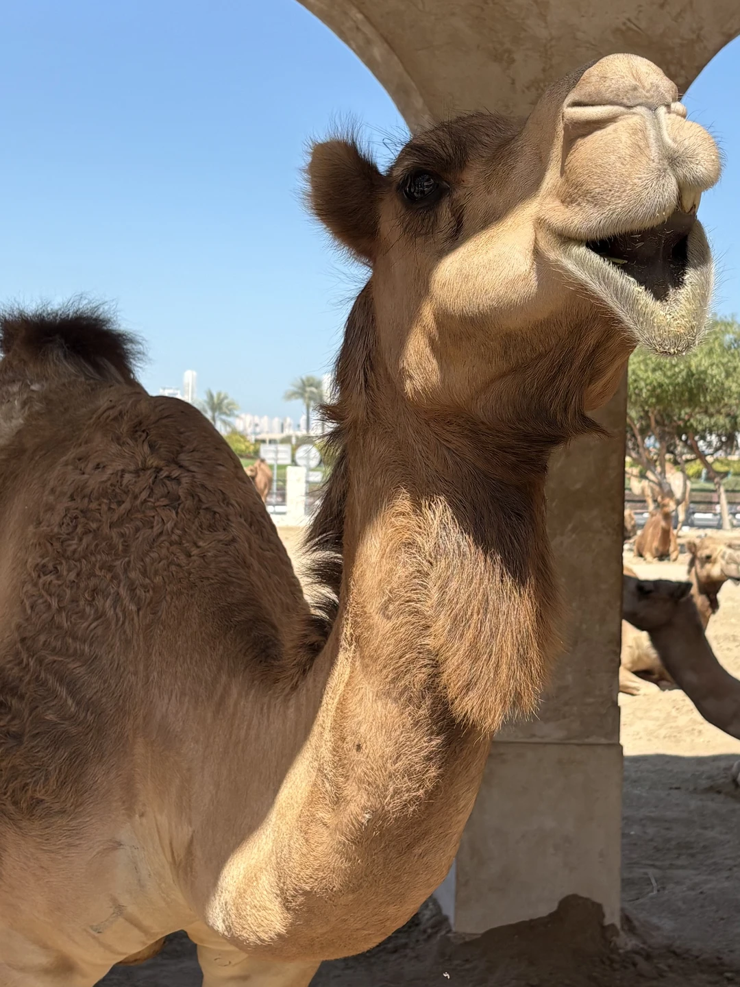 Экскурсия по главным достопримечательностям Дохи с Фирасом — просто восторг! Всё прошло идеально: начали вовремя, маршрут