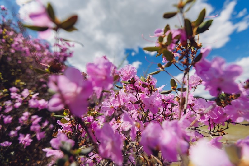 В сиреневом море цветов: весенний автотур по Чуйскому тракту