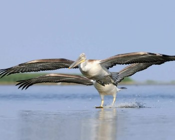 Любуемся тюльпанами и наблюдаем за птицами, "Одинокий тополь", "Золотая обитель Будды Шакьямуни", прогулка по Элисте