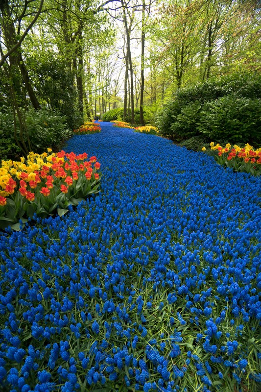 Фото отзыва 3: экскурсия "К тюльпанам в королевский Парк Кекенхоф"