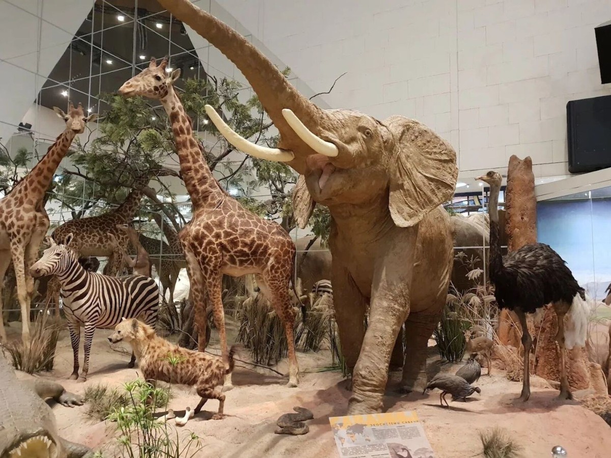 Дарвиновский музей в Москве: билет и аудиоэкскурсия