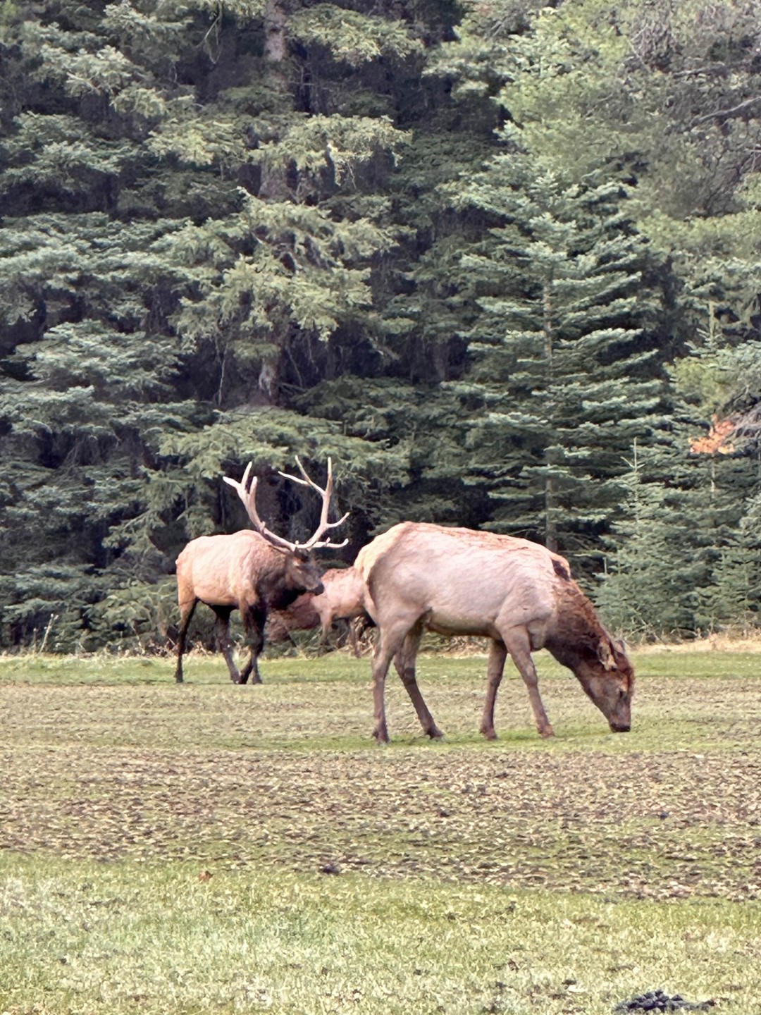 Впервые в Канаде и очень хотела посетить нацпарки. Все было прекрасно с момента организации, встречи, маршрута