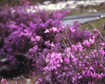 Остров Патмос, Чуйский тракт и перевалы, фиолетовые горы