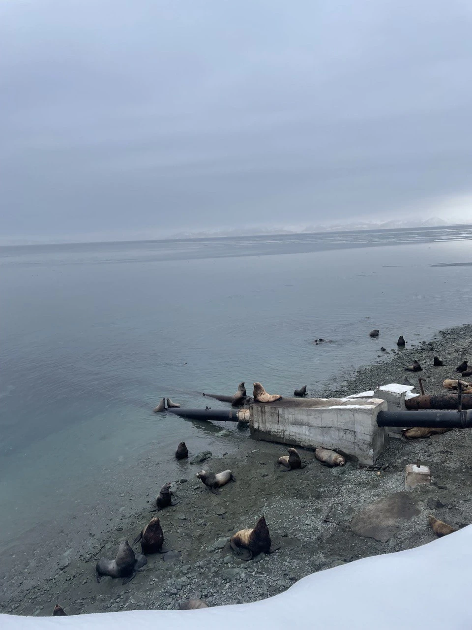 Это было прекрасное мини-путешествие! Алексей - прекрасный гид; ведя нас до лежбища сивучей, он провел нам