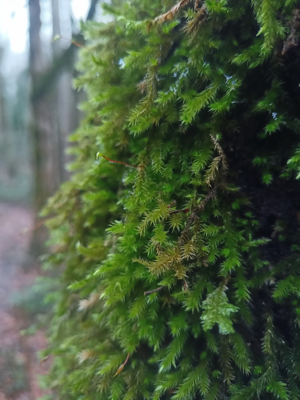 Место, где гуляли динозавры: прогулка по Колхидскому лесу в Сочи (6/14)