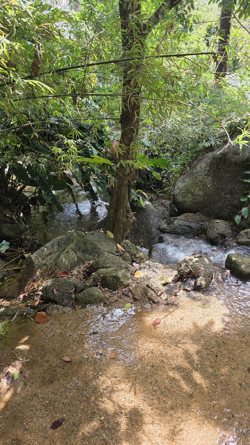 Очень понравилась прогулка к водопаду Кату, пешеходный маршрут начинается недалеко от Камала и идёт через джунгли,