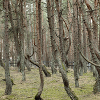 Фото отзыва 7: экскурсия "История и легенды Куршской косы с гидом-писателем без пробок и толп"