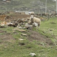 Фото отзыва 2: экскурсия "7 чудес ущелья Хасаут из Пятигорска"