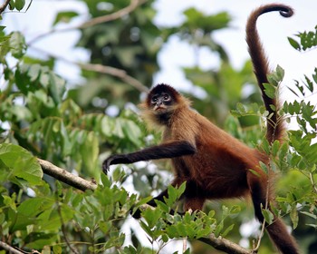 Национальный парк «Тортугеро»