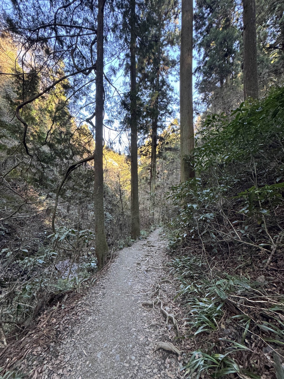 Отличная прогулка на гору Токао и обратно. Наша экскурсия длилась почти 6 часов, за это время