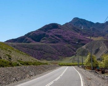 Фото отзыва 3: авторский тур "Автотрип по цветущему Алтаю"