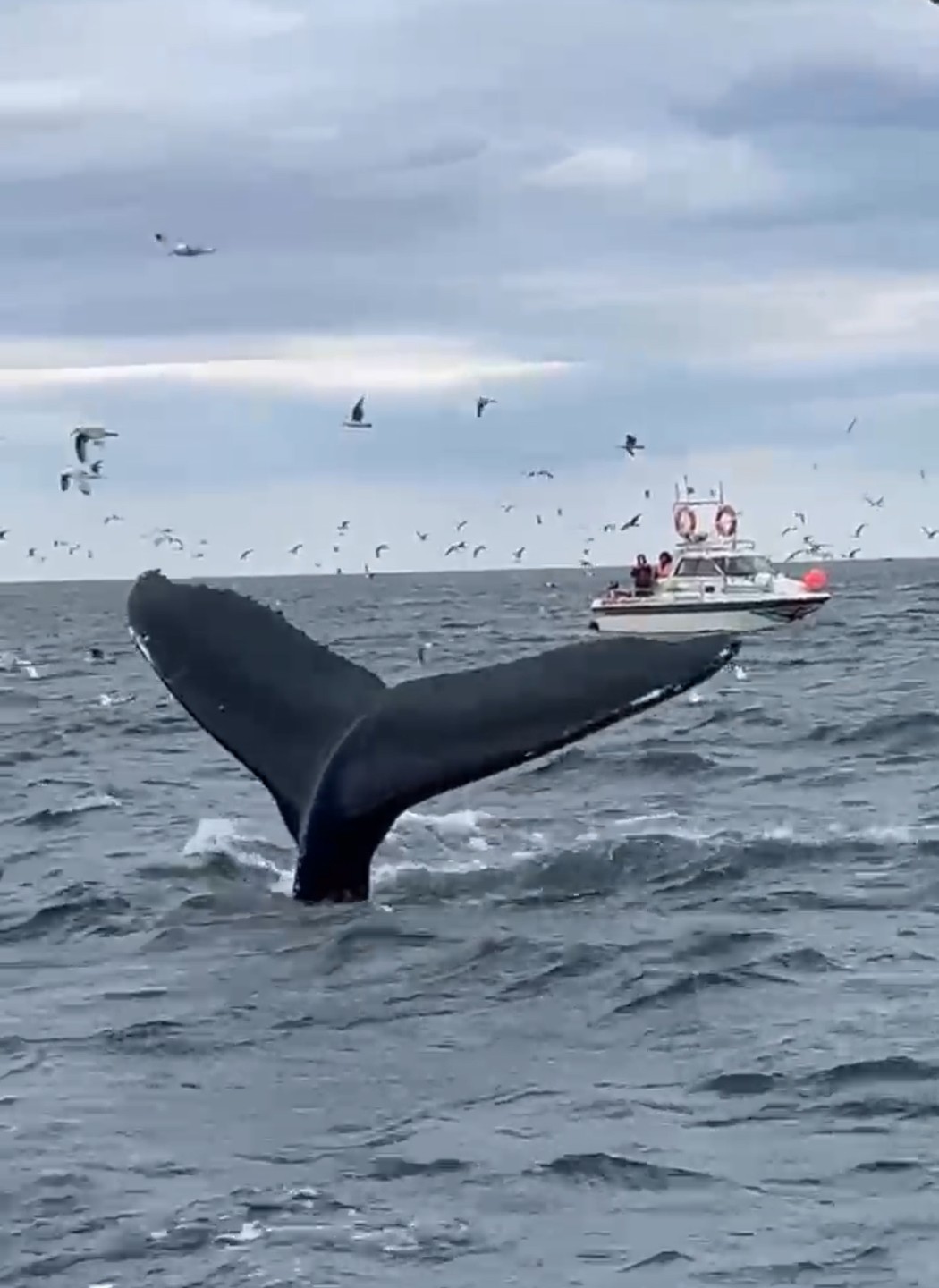 Очень все понравилось. Большое спасибо. Впечатлений море