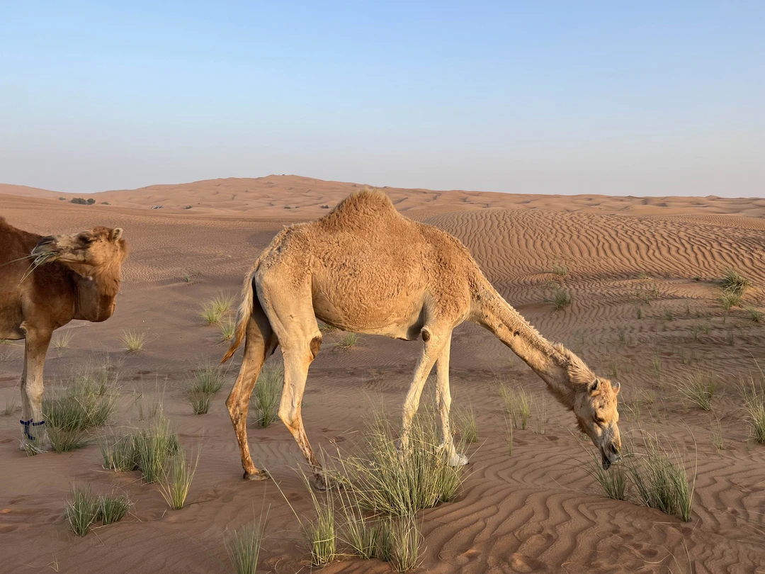 Полёт на вертолёте - это супер! Брала 17 мин - оптимально. В пустыне очень понравилось, песок
