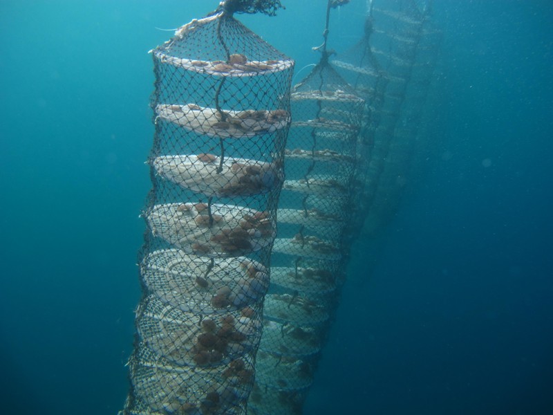 Виды Поездка на остров Русский с посещением морской фермы