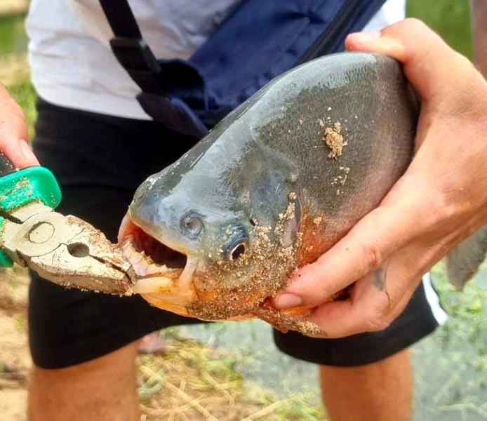 Рыбалка на озере Бау Май: охота на пиранью