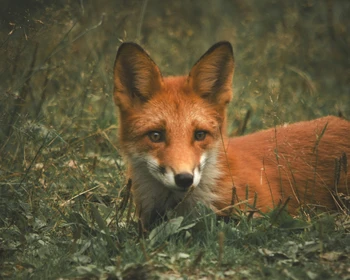 Наблюдение за медведями или треккинг к горному массиву Вачкажец