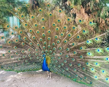 Дворец Ситораи Мохи-Хоса и торговые купола