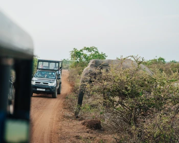 Сафари в парке «Яла»: встреча с дикой природой