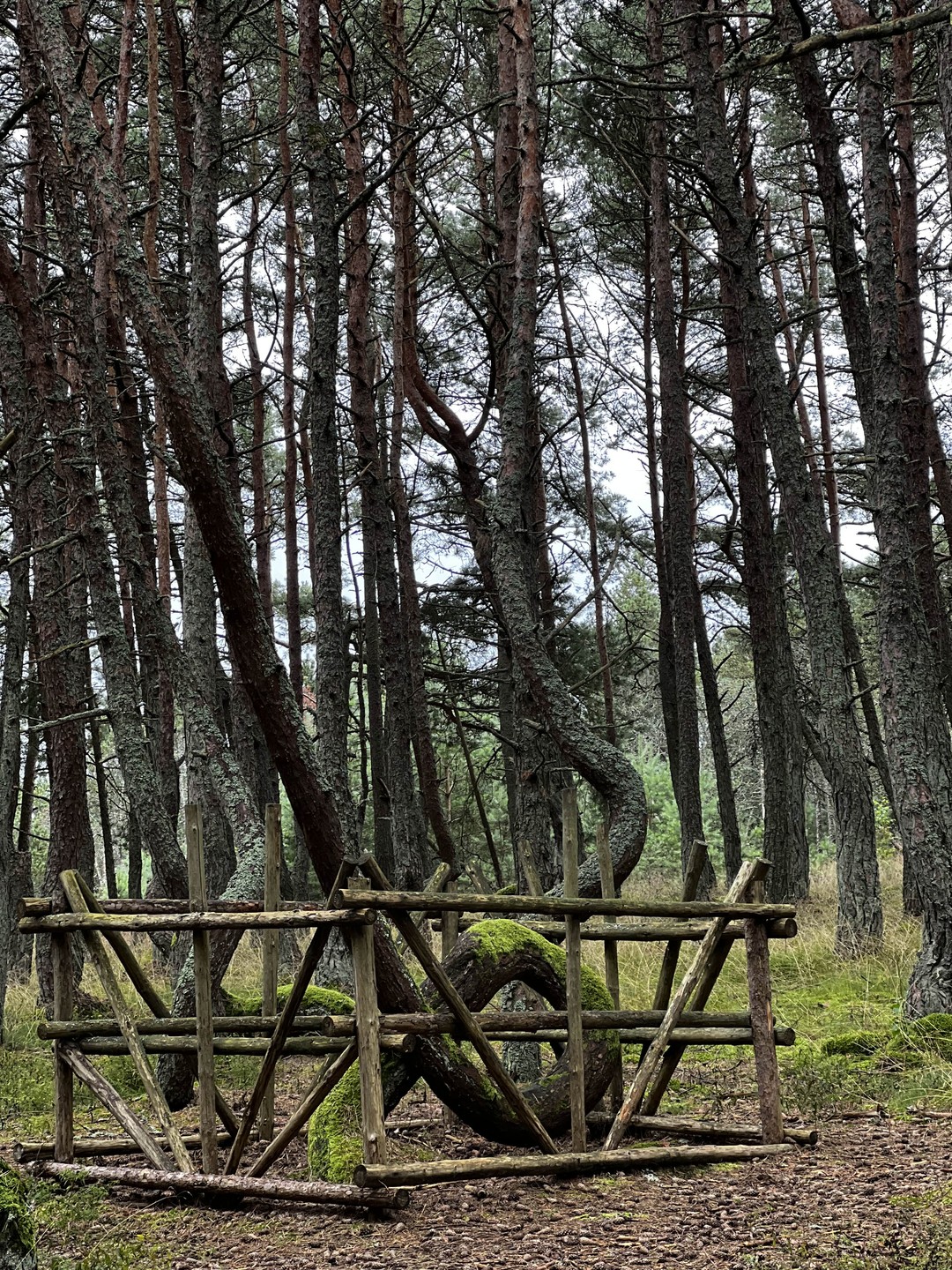 В небольшой группе - на Куршскую косу, в Зеленоградск (Юлия)